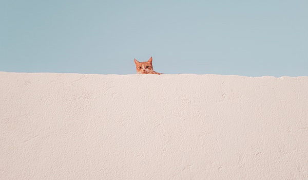 1576715503421789.jpg animal-photography-block-wall-blue-sky-3069334.jpg